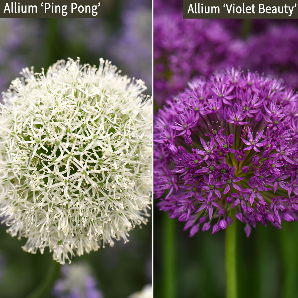 Allium Duo Collection