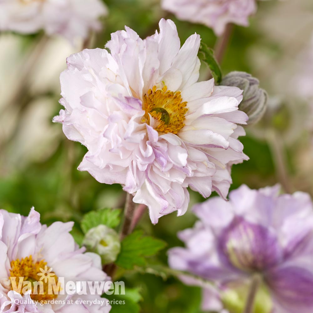 Anemone 'Frilly Knickers'