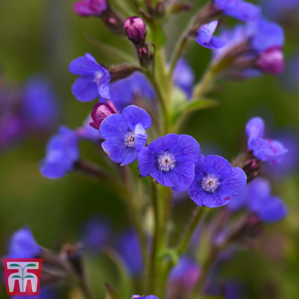 Anchusa capensis 'Blue Angel'