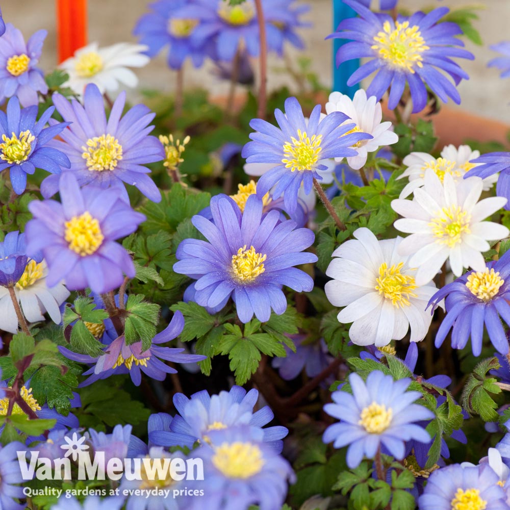 Anemone blanda