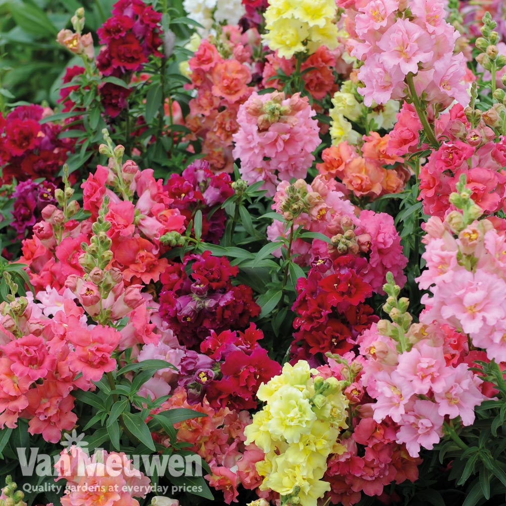 Antirrhinum majus 'Madame Butterfly Mix'