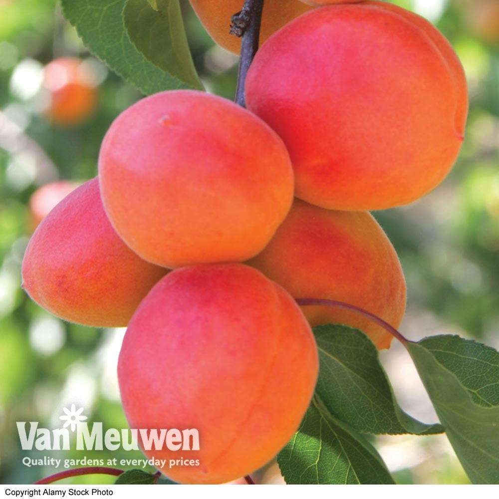 Apricot 'Flavourcot'&reg;