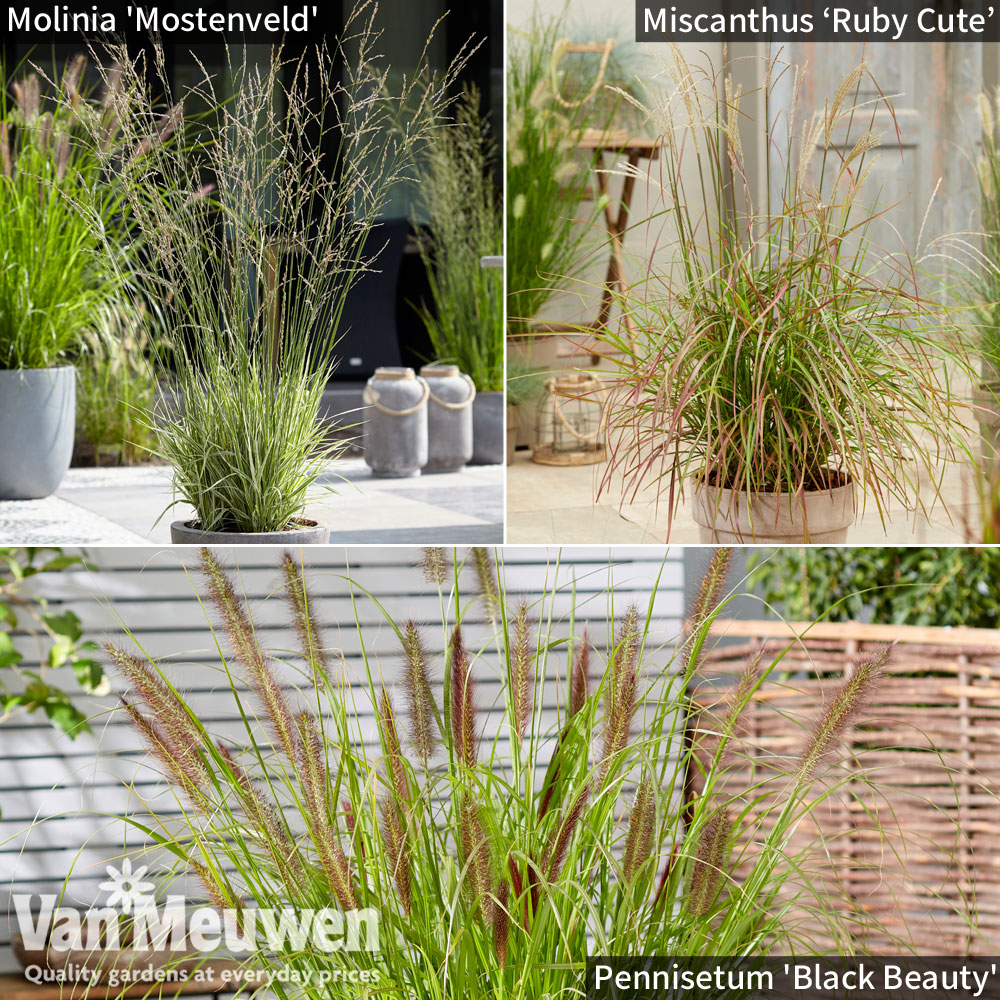 Architectural Grasses Collection