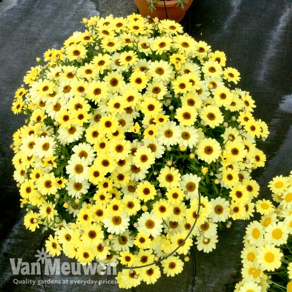 Argyranthemum 'GranDaisy Gold'