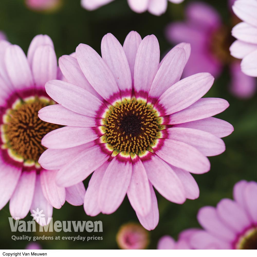 Argyranthemum 'GranDaisy Pink'