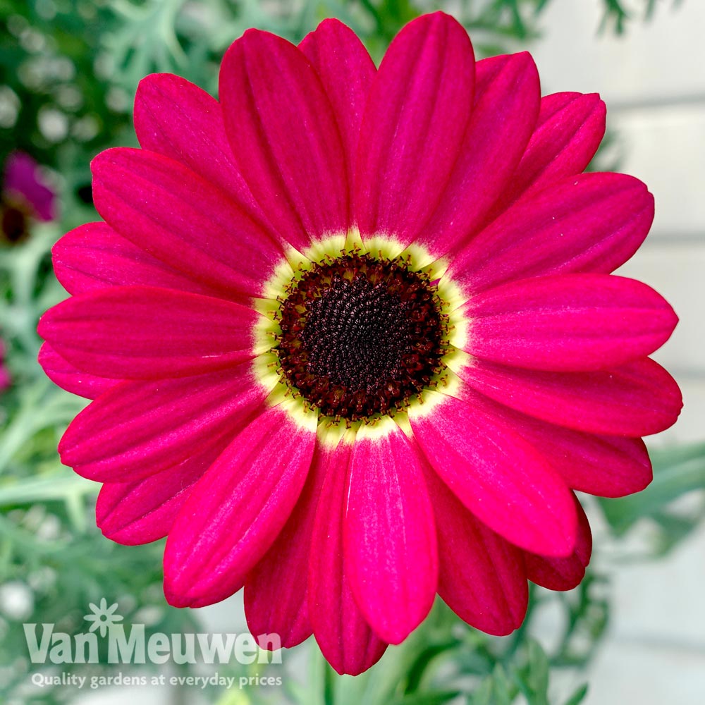 Argyranthemum 'GranDaisy Ruby'