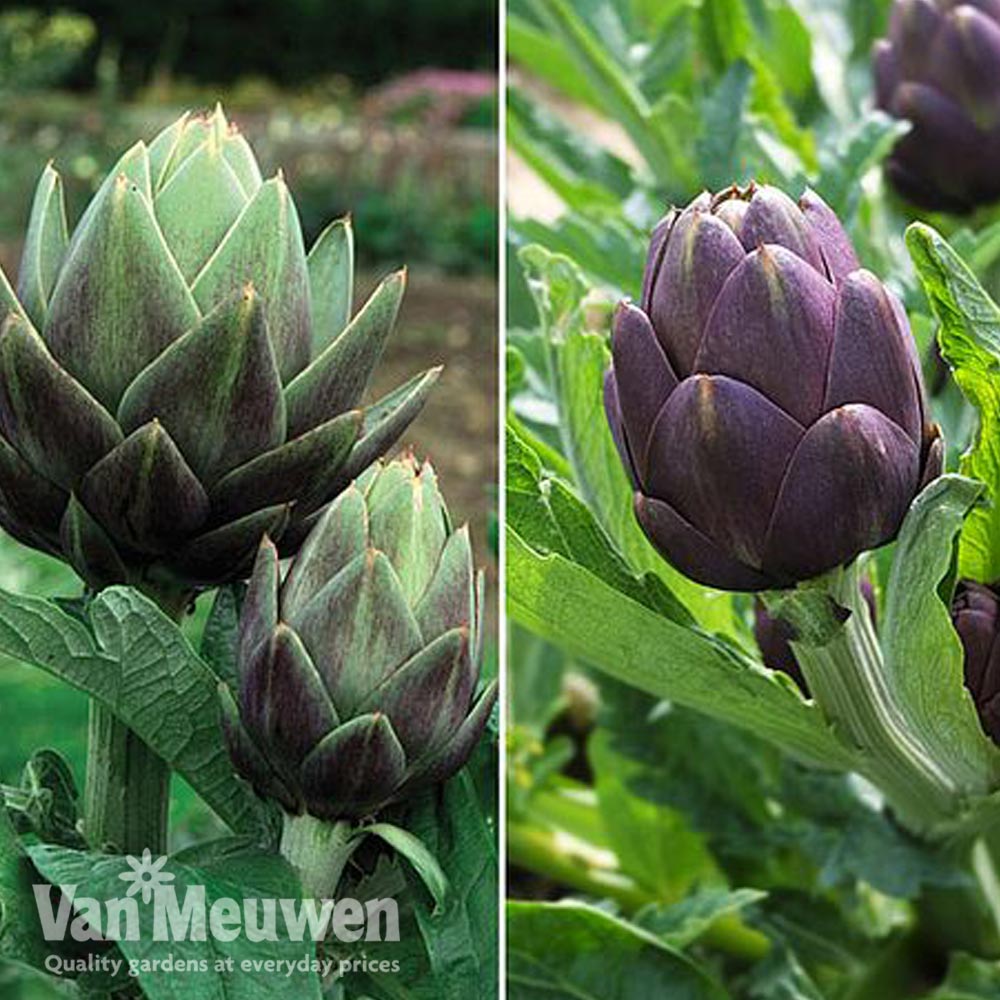 Globe Artichoke Duo