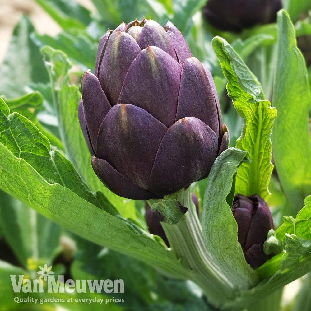 Globe Artichoke 'Purple Globe'