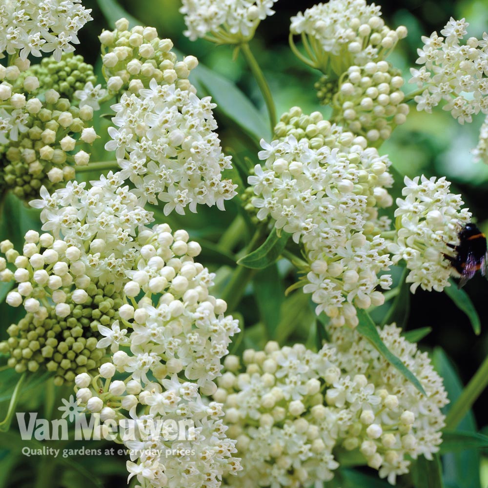 Asclepias incarnata 'Ice Ballet'