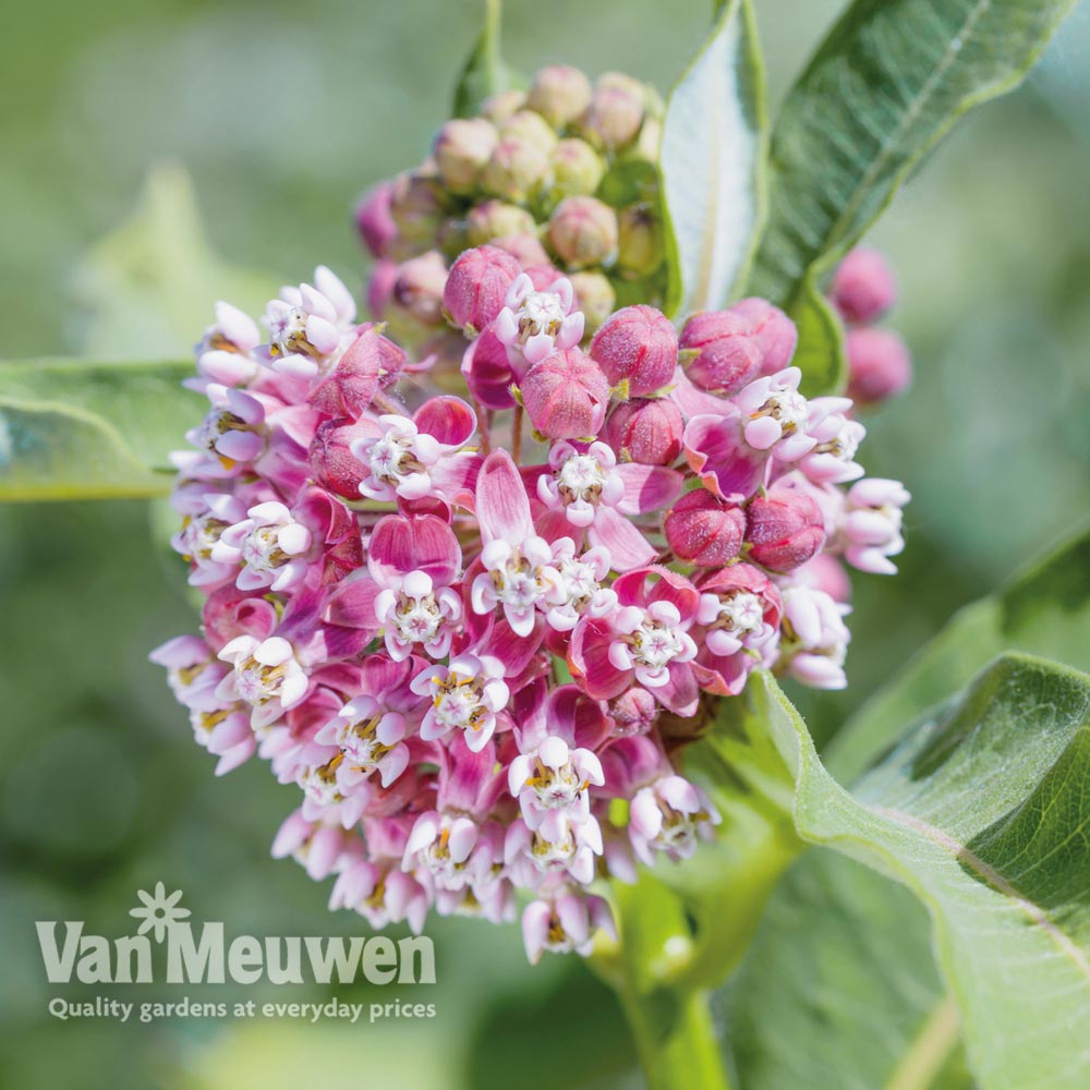 Asclepias incarnata 'Soulmate'