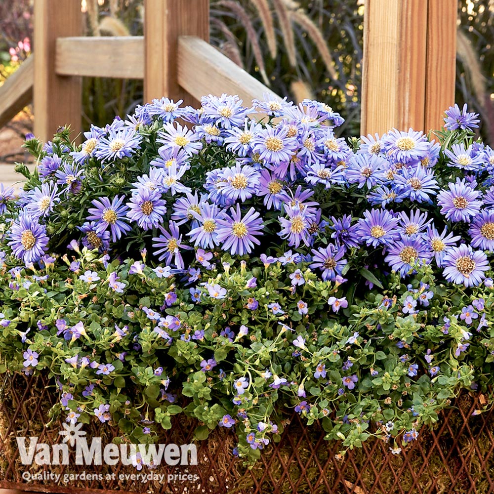 Aster 'Aqua Compact' (Autumn Jewels Series)