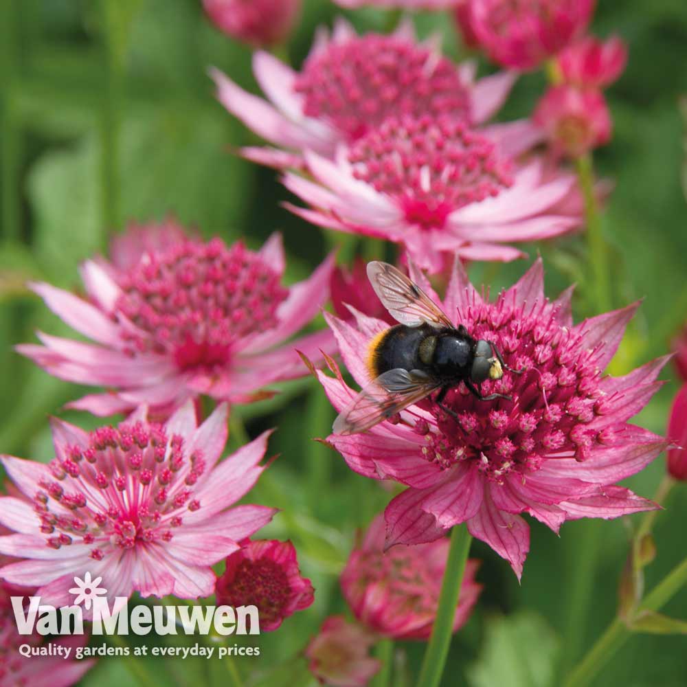 Astrantia major 'Venice'