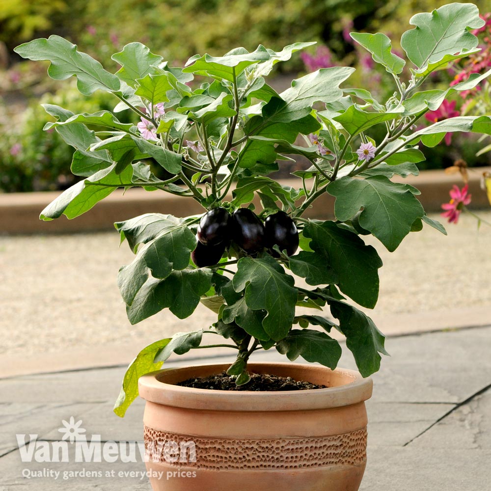 Aubergine 'Patio Baby'