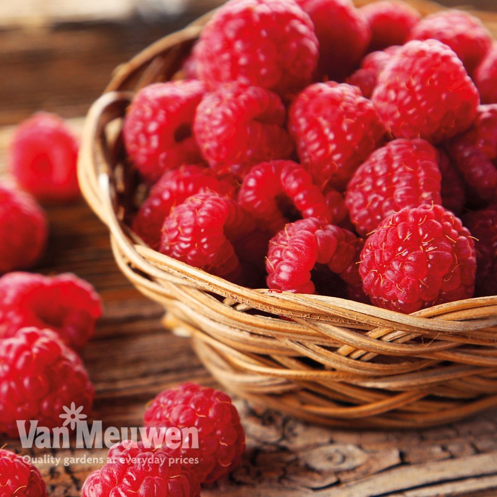 Raspberry 'Autumn Bliss' (Autumn fruiting)