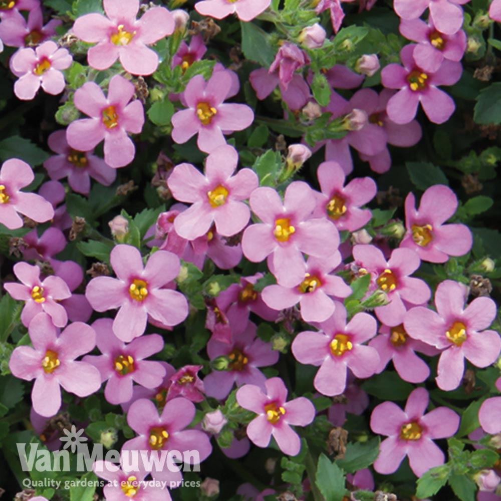 Bacopa 'Baristo&reg; Pink'