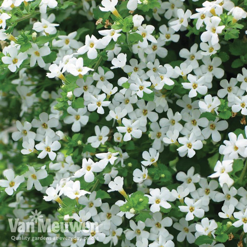 Bacopa 'Baristo&reg; Snowflake'