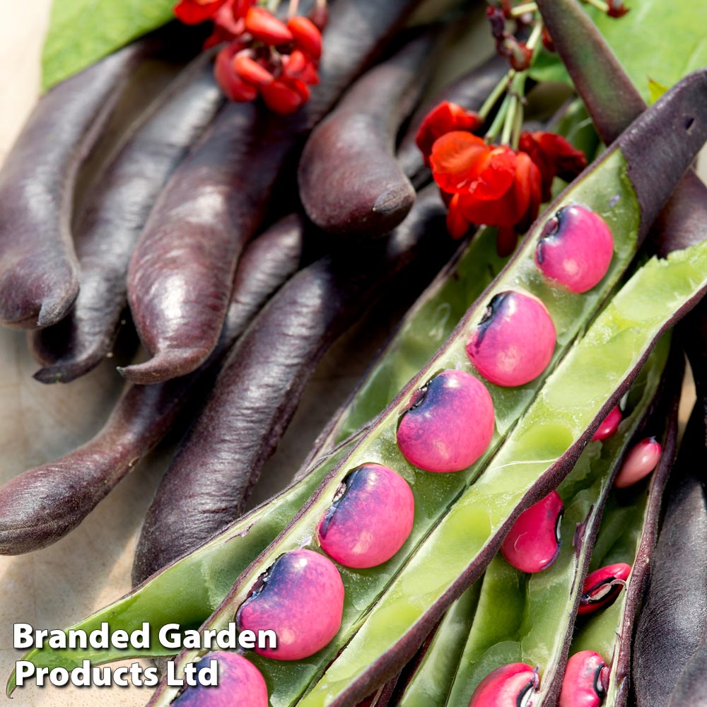 Runner Bean 'Black Knight'