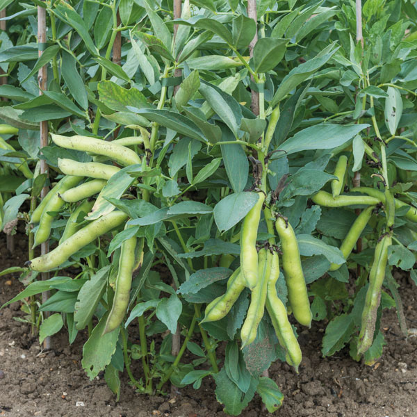 Broad Bean 'Luz de Otono'