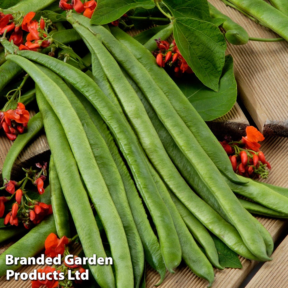 Runner Bean 'Scarlet Empire'