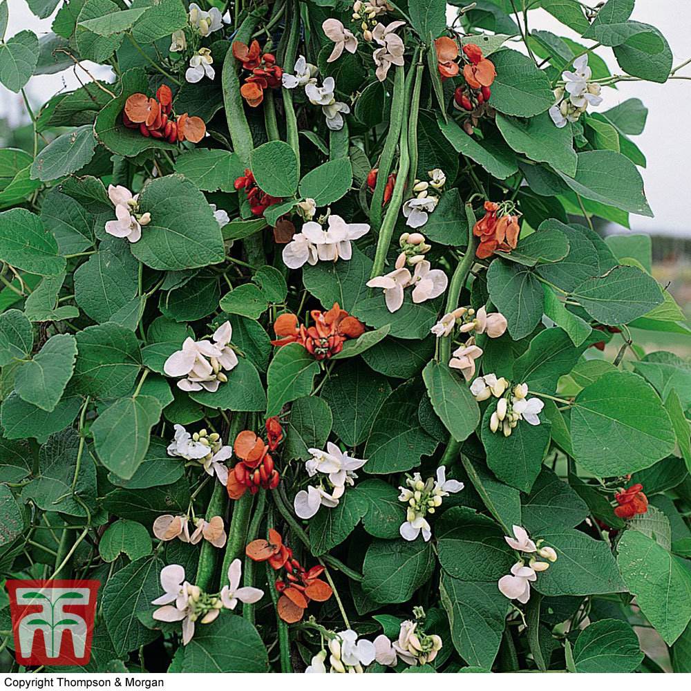 Runner Bean 'Summer Flowered Mixed'