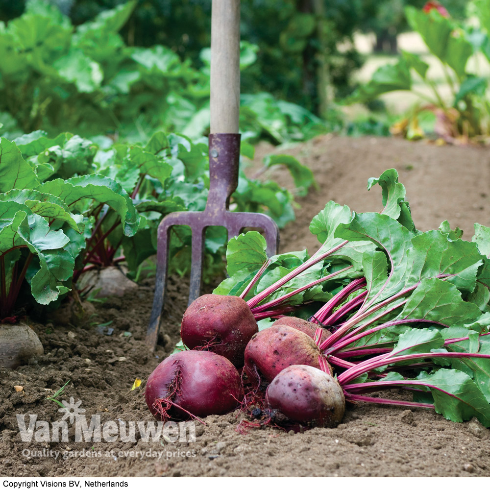 Beetroot 'Action' (Seeds)