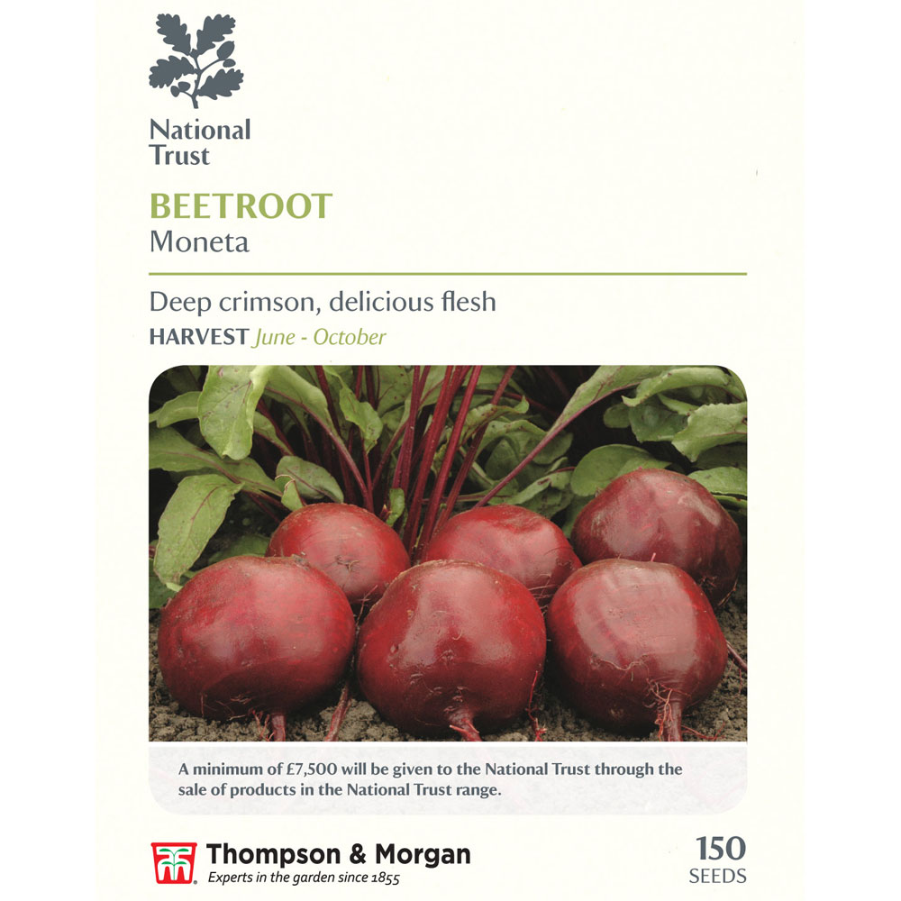 Beetroot 'Moneta' (National Trust)