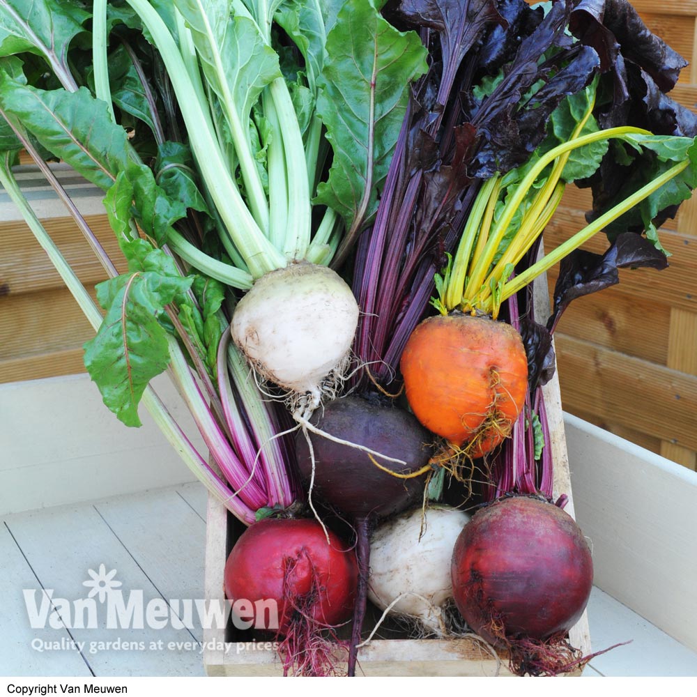 Beetroot 'Rainbow Mixed'