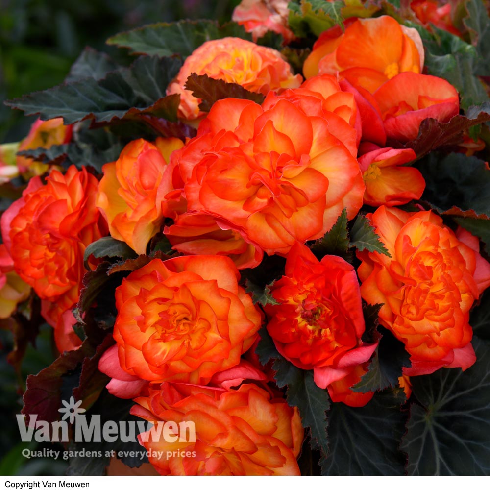 Begonia 'Non-Stop Fire'