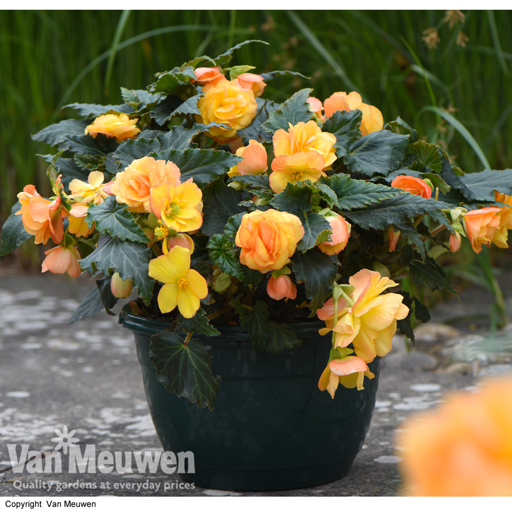 Begonia 'Apricot Shades' Preplanted Pot