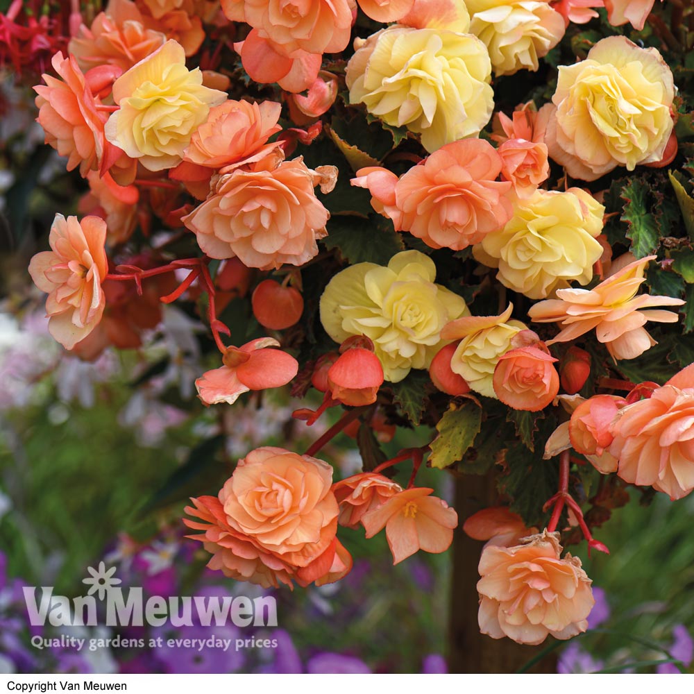 Begonia 'Fragrant Falls Improved&trade; - Apricot Delight'