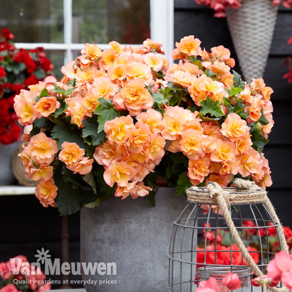 Begonia elata 'Solenia Apricot'