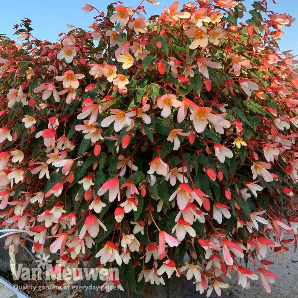 Begonia 'Waterfalls Bicolour'