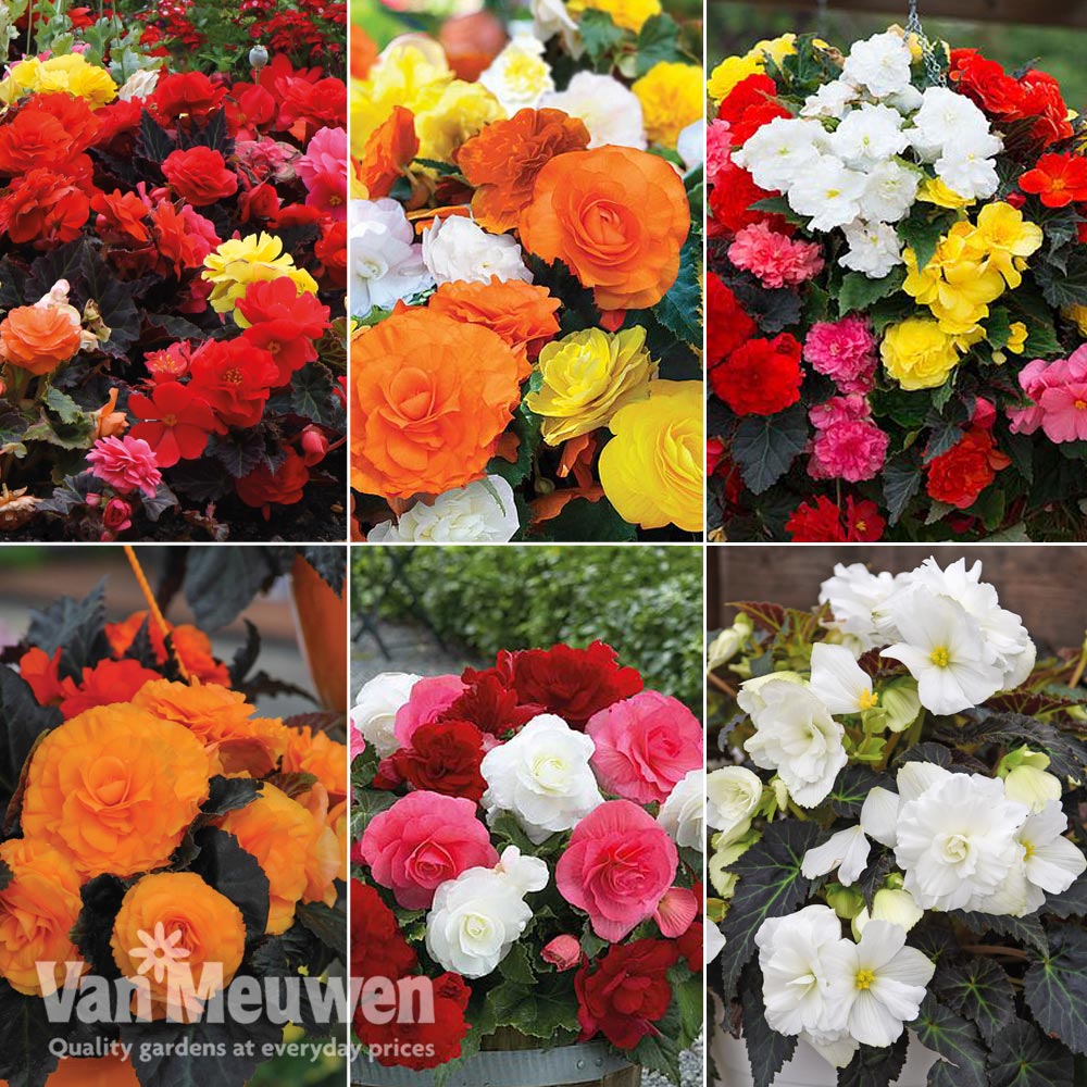 Nurseryman's Choice Begonia 'Non-Stop' Mix