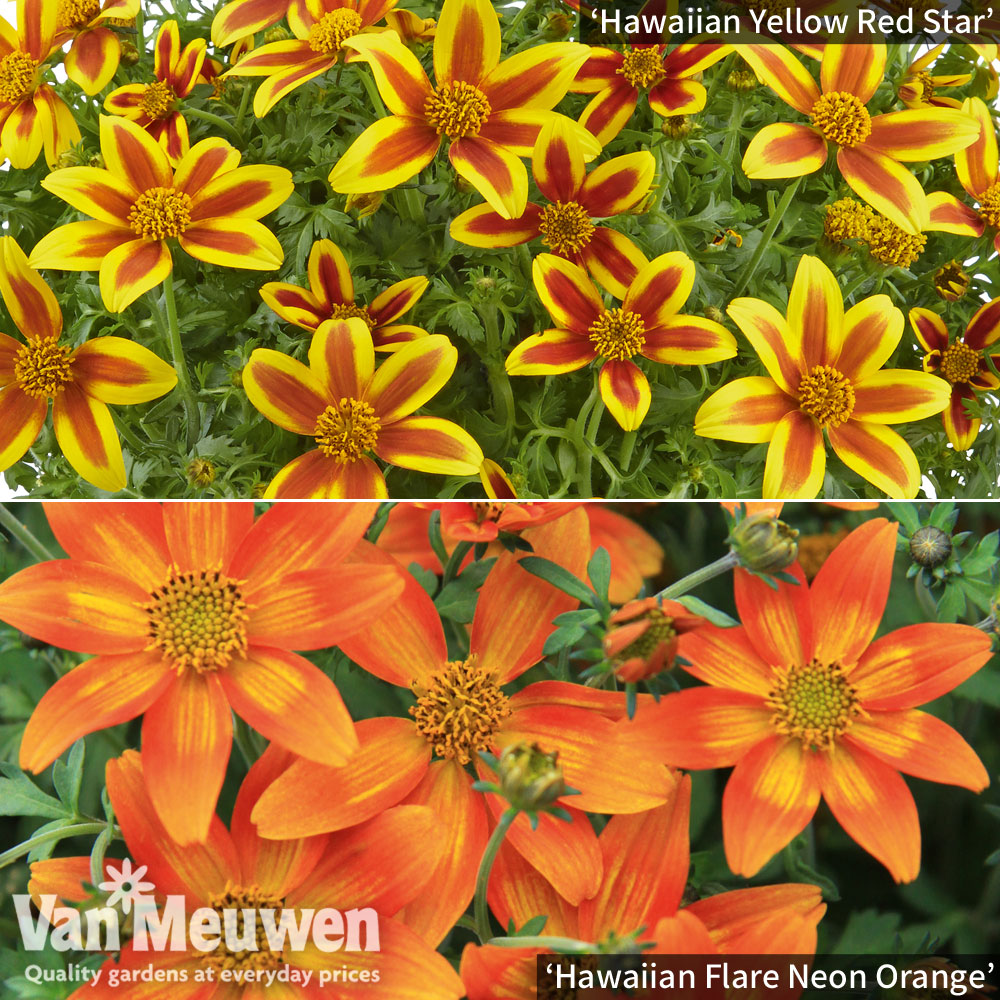 Bidens Hawaiian Flare Duo