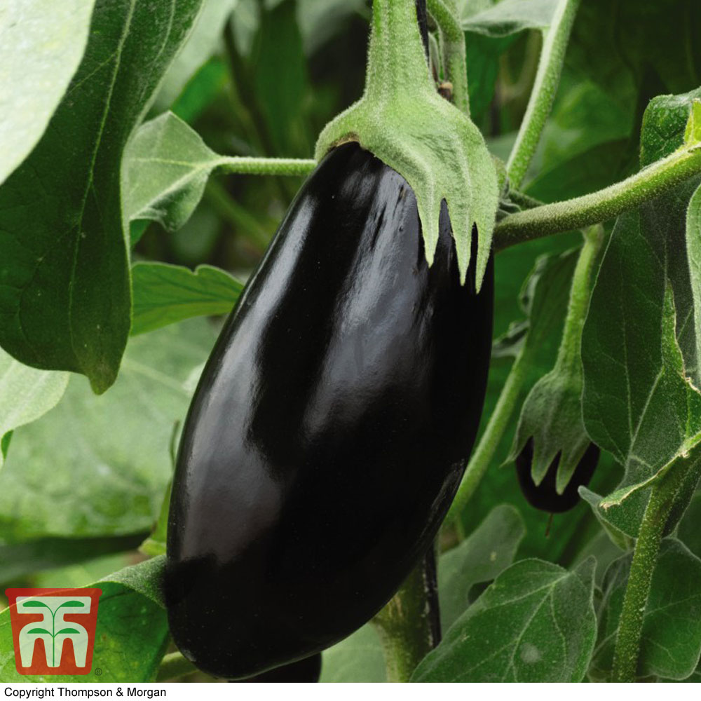 Aubergine 'Black Beauty'