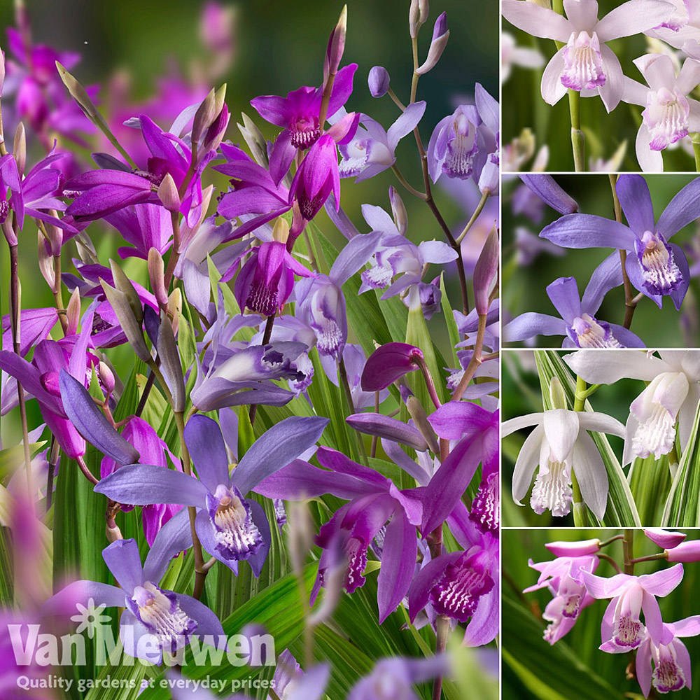 Bletilla Patio Collection