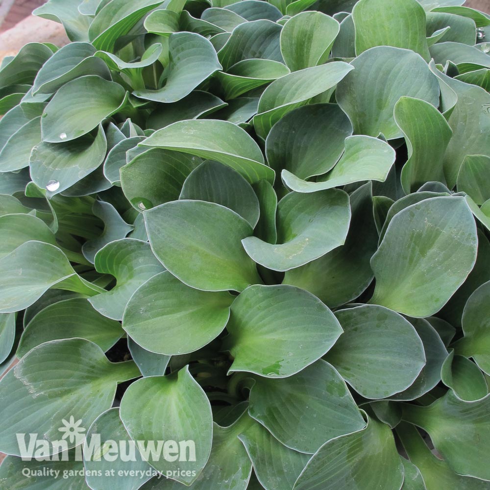 Hosta 'Blue Mouse Ears'