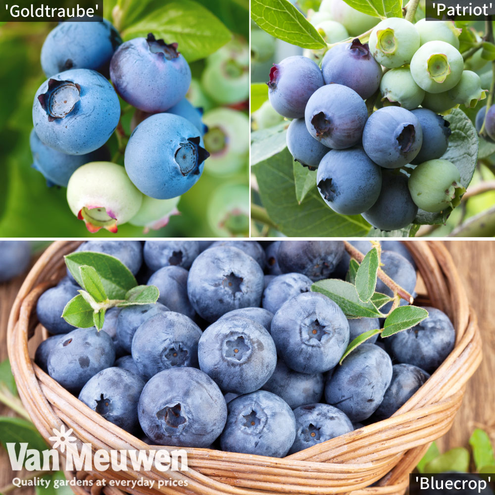 Blueberry 'All Season' Collection