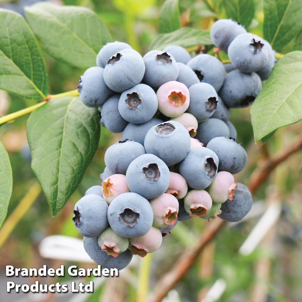 Blueberry 'Powder Blue'