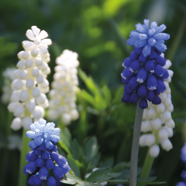 Muscari Blue & White Mix