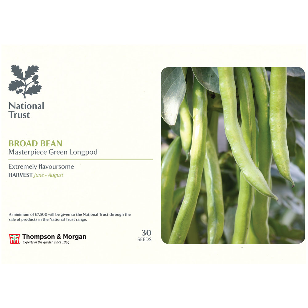 Broad Bean 'Masterpiece Green Longpod' (National Trust)