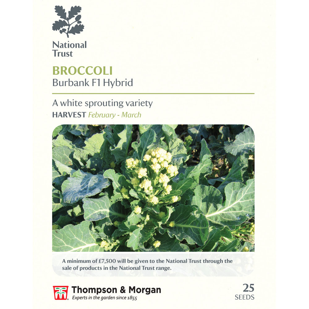 Broccoli 'Burbank' F1 Hybrid (White Sprouting) (National Trust)