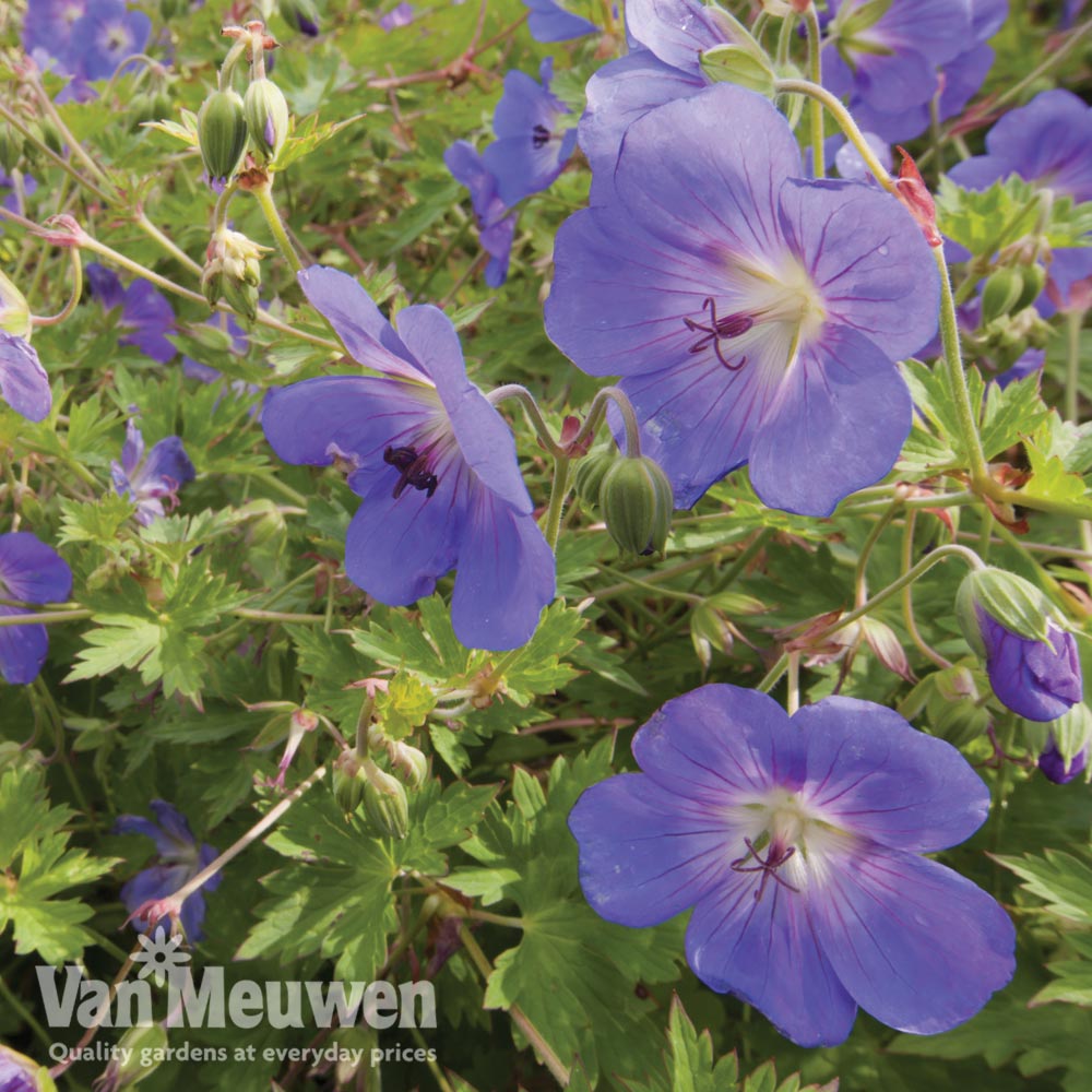 Geranium 'Brookside'