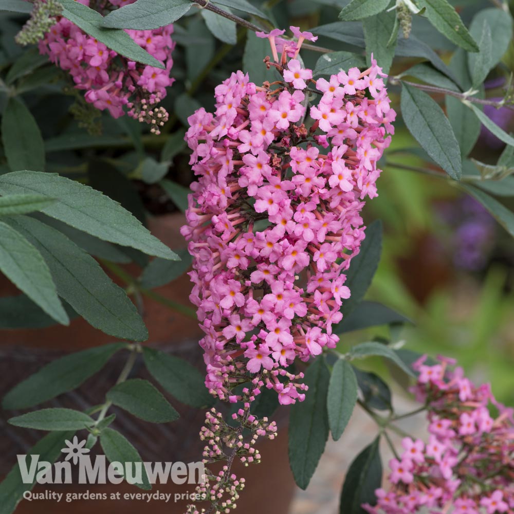 Buddleja 'Pink Cascade'