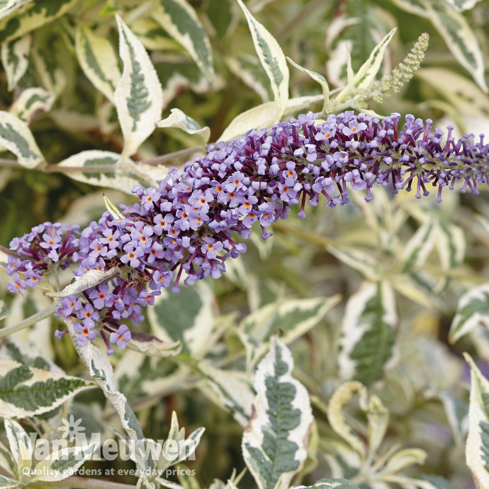 Buddleja 'Butterfly Gold'