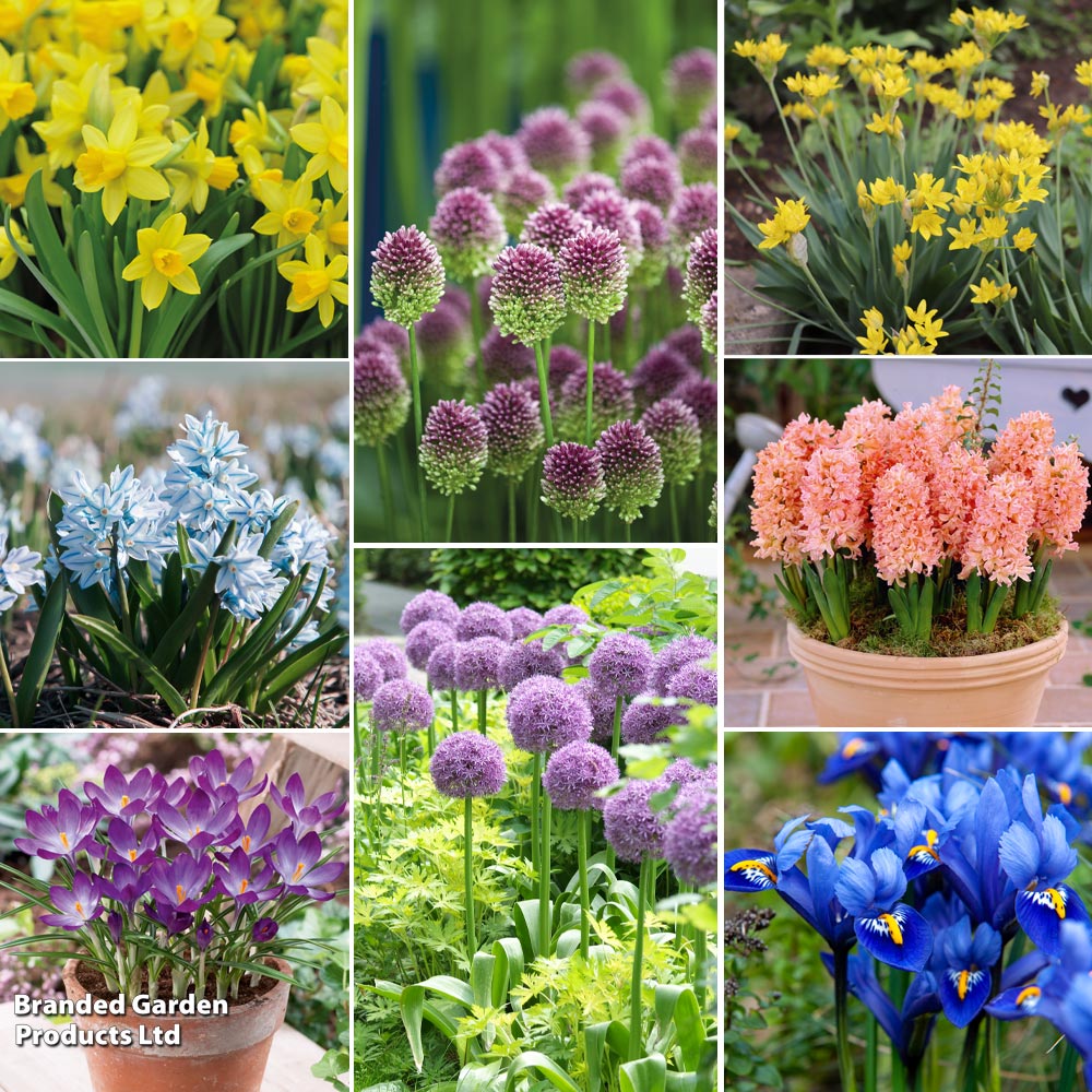 Spring Bulb Collection