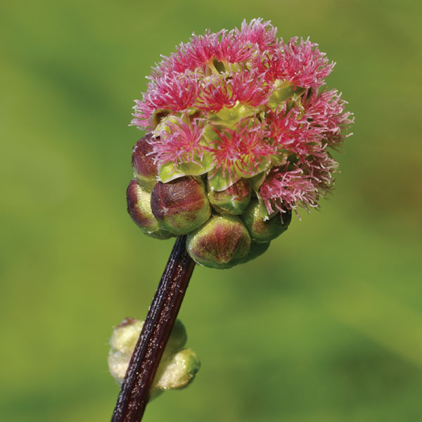 Herb Salad Burnet