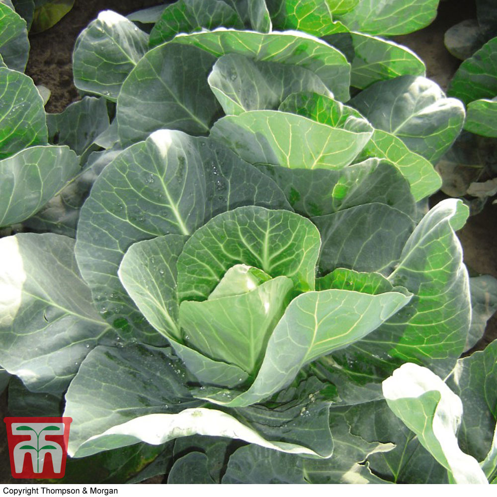 Cabbage 'Winter Jewel'