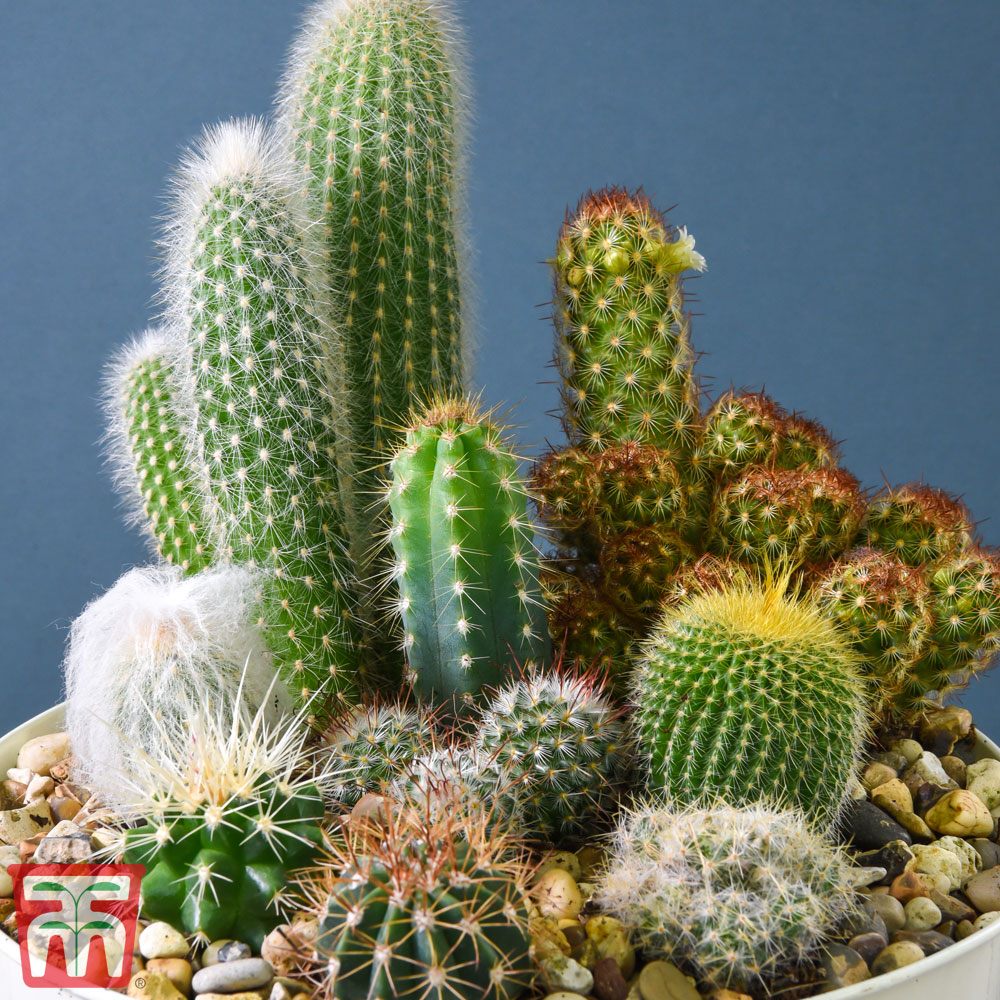 Cactus Mix (House Plant Seeds)