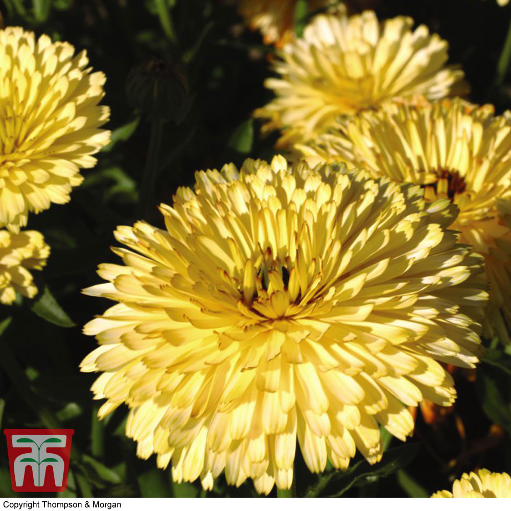 Calendula officinalis 'Lemon Cream'